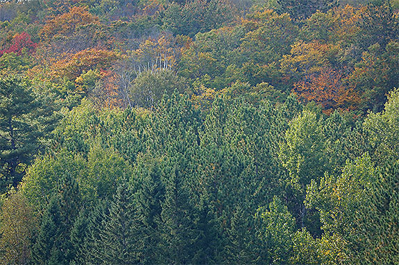 Along Highway 60 in Algonquin Park on September 16, 2024