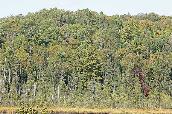 Later changing poplar and Tamarack fall colour at km 41 of Highway 60 in Algonquin Park on September 16, 2024.