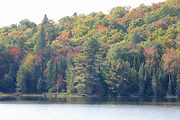 At km 10 of Highway 60 in Algonquin Park on September 16, 2024