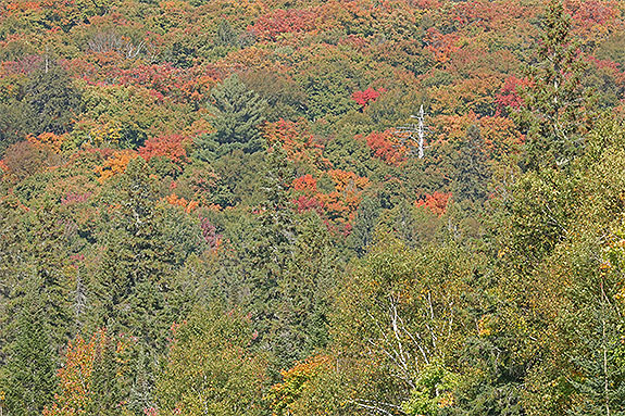 At km 8 of Highway 60 in Algonquin Park on September 16, 2024