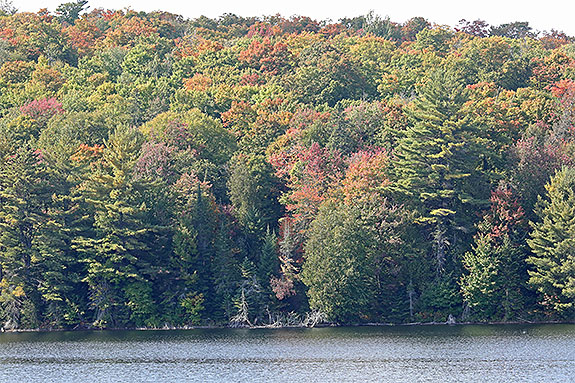 Tea Lake in Algonquin Park on September 16, 2024