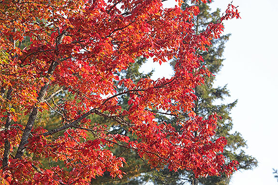 Fall colour in Algonquin Park on September 18, 2024