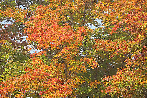 Along Highway 60 in Algonquin Park on September 18, 2024.
