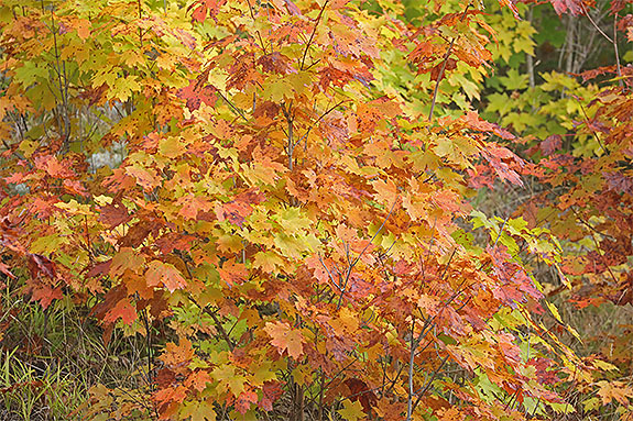 Sugar Maple colour along Highway 60 in Algonquin Park on September 18, 2024