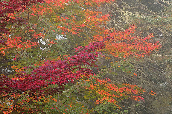 Fall colour along Highway 60 in Algonquin Park on September 18, 2024