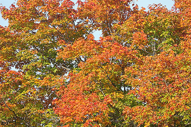 Fall colour along Highway 60 in Algonquin Park on September 19, 2024.