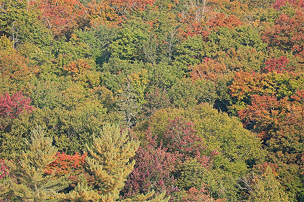Fall colour along Highway 60 in Algonquin Park on September 19, 2024.
