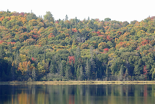 At km 48 of Highway 60 in Algonquin Park on September 19, 2024. 