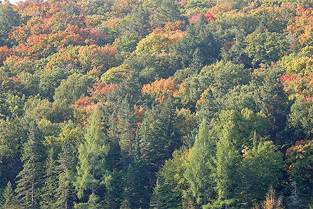 Along Highway 60 in Algonquin Park on September 19, 2024.