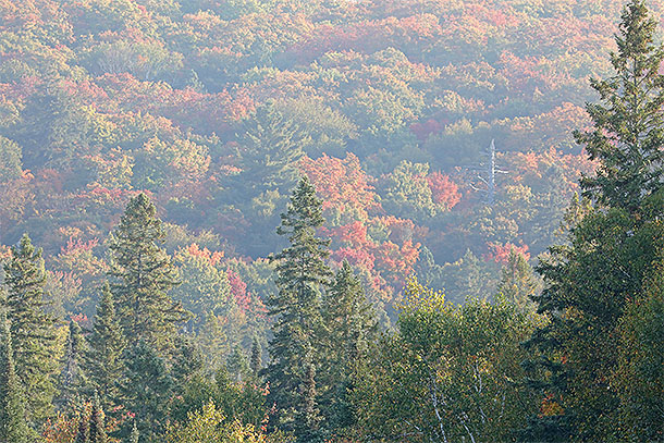 At km 8 of Highway 60 in Algonquin Park on September 19, 2024.