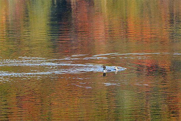 Adult and immature Common Loons in the fall colour reflection on Tea Lake in Algonquin Park on September 19, 2024.