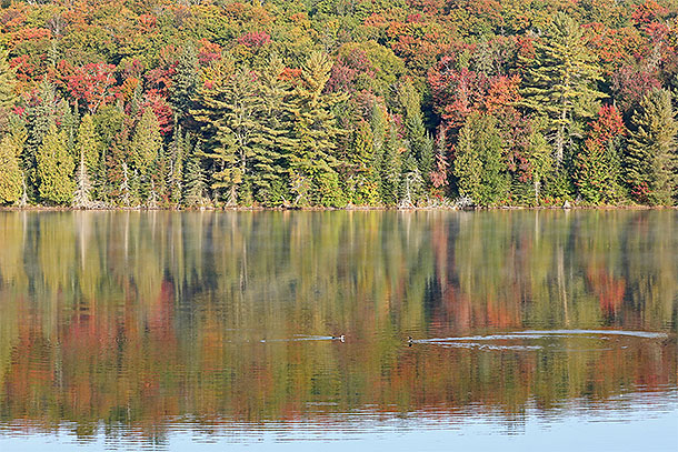 Fall colour and Common Loons in Algonquin Park on September 19, 2024.