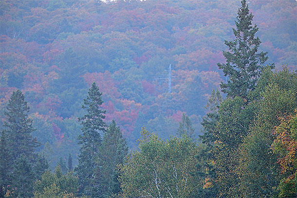 At km 8 of Highway 60 in Algonquin Park on September 21, 2024. 