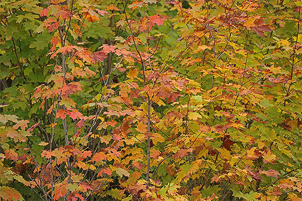 Fall colour along Highway 60 in Algonquin Park on September 24, 2024.