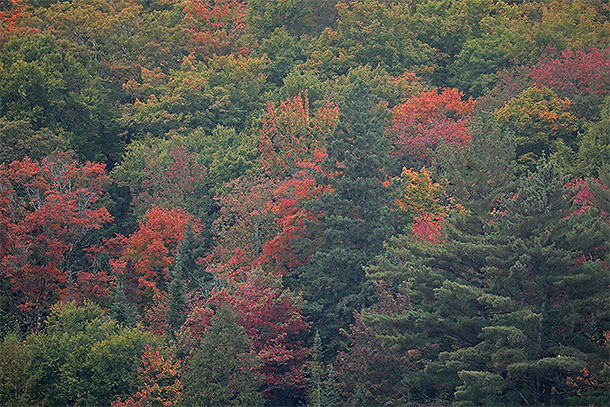 Fall colour along Highway 60 in Algonquin Park on September 24, 2024.
