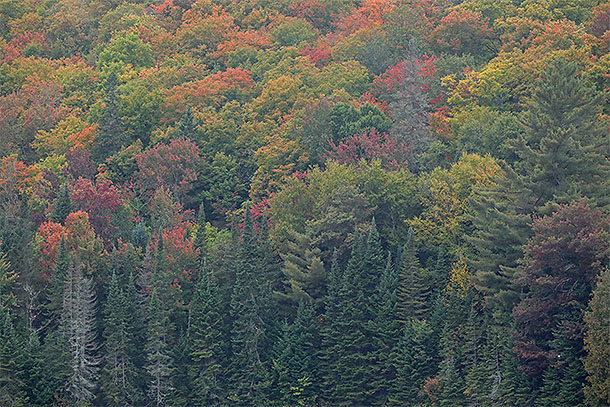 At km 10 of Highway 60 in Algonquin Park on September 24, 2024.