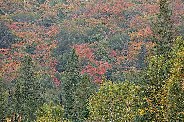 At km 8 of Highway 60 in Algonquin Park on September 24, 2024.