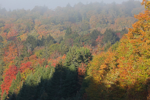 Foggy morning near Smoke Lake in Algonquin Park on September 29, 2024.