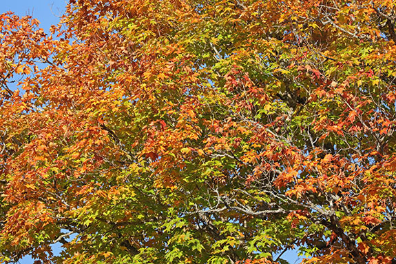 Fall colour along Highway 60 in Algonquin Park on September 30, 2024.