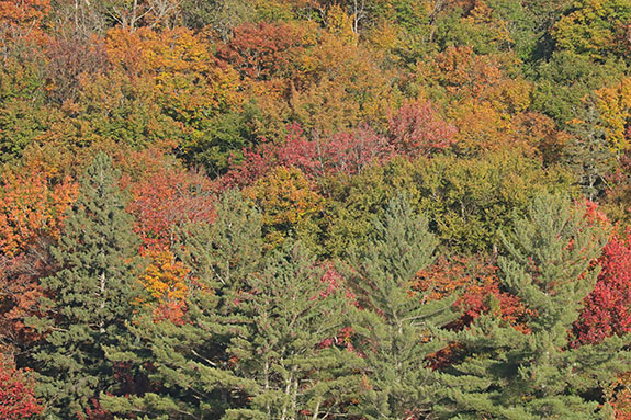 Fall colour along Highway 60 in Algonquin Park on September 30, 2024.