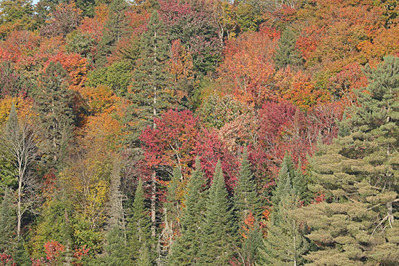 Fall colour along Highway 60 in Algonquin Park on September 30, 2024.