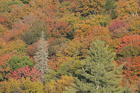 Fall colour along Highway 60 in Algonquin Park on September 30, 2024.