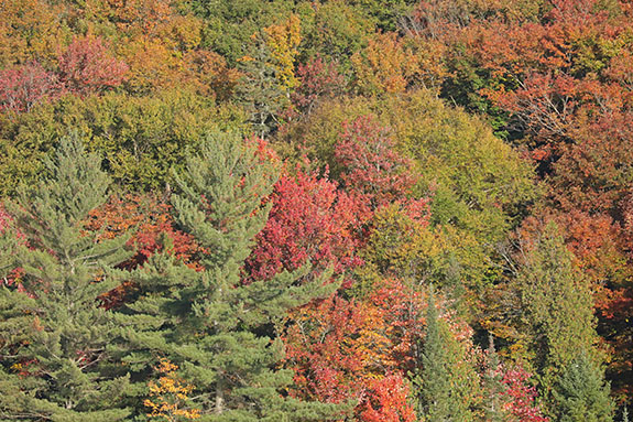Fall colour along Highway 60 in Algonquin Park on September 30, 2024.