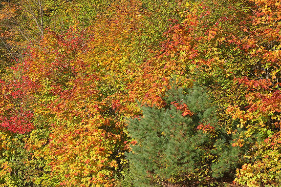 Fall colour along Highway 60 in Algonquin Park on September 30, 2024.