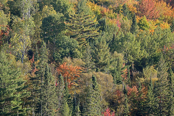 Fall colour along Highway 60 in Algonquin Park on September 30, 2024.