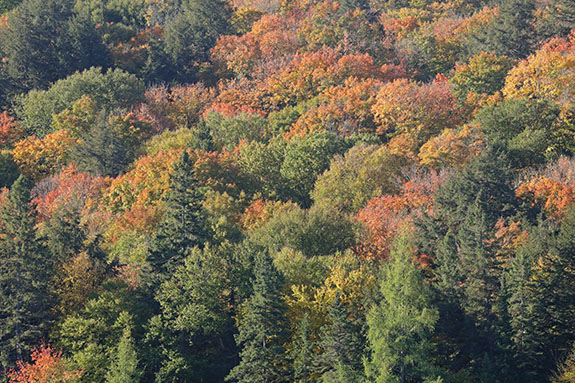 Fall colour along Highway 60 in Algonquin Park on September 30, 2024.