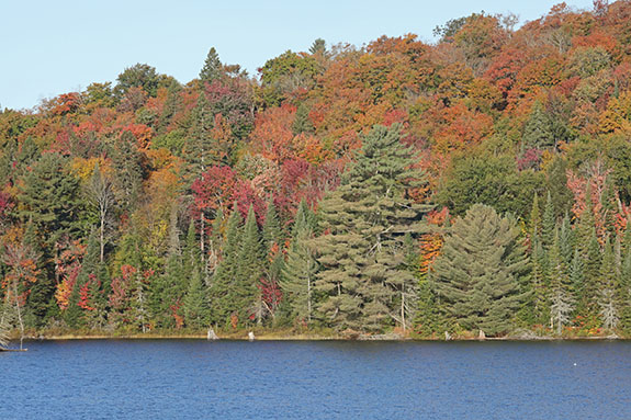 At km 10 of Highway 60 in Algonquin Park on September 30, 2024.