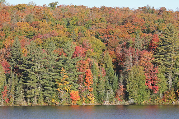 At km 10 of Highway 60 in Algonquin Park on September 30, 2024.
