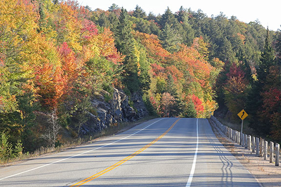 At km 13 of Highway 60 in Algonquin Park on September 30, 2024.