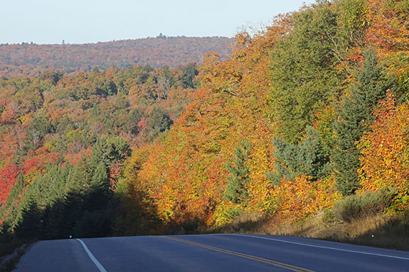At km 16 of Highway 60 in Algonquin Park on September 30, 2024.
