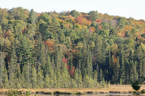 At km 41 of Highway 60 in Algonquin Park on September 30, 2024.