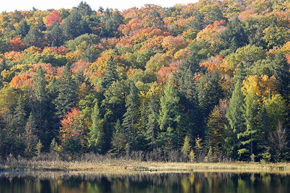 At km 48 of Highway 60 in Algonquin Park on September 30, 2024