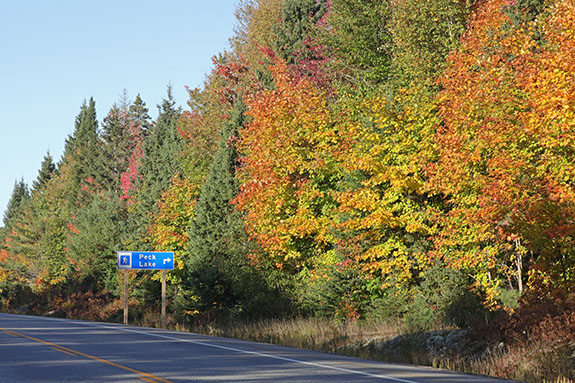 At km 19 of Highway 60 in Algonquin Park on September 30, 2024.