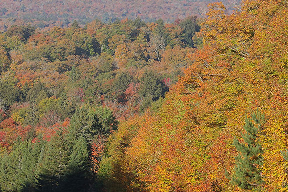 Near Smoke Lake in Algonquin Park on September 30, 2024.