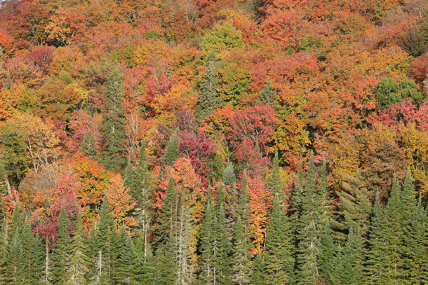 Fall colour along Highway 60 in Algonquin Park on October 2, 2024. 