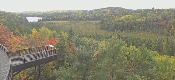 Increasing yellow fall colour at the Algonquin Park Visitor Centre in Algonquin Park on October 2, 2024. Poplar that changes a yellow colour always peaks after the best Sugar Maple fall colour.