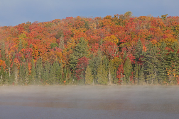 Foggy fall colour morning along Highway 60 in Algonquin Park on October 4, 2024. 