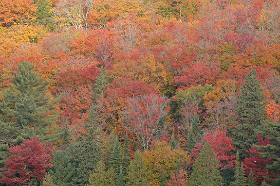 Fall colour along Highway 60 in Algonquin Park on October 7, 2024.