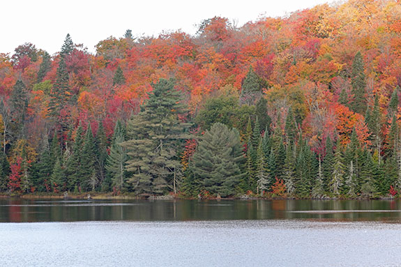 At km 10 of Highway 60 in Algonquin Park on October 7, 2024.