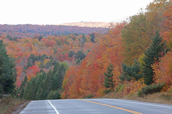 At km 16 of Highway 60 in Algonquin Park on October 7, 2024.