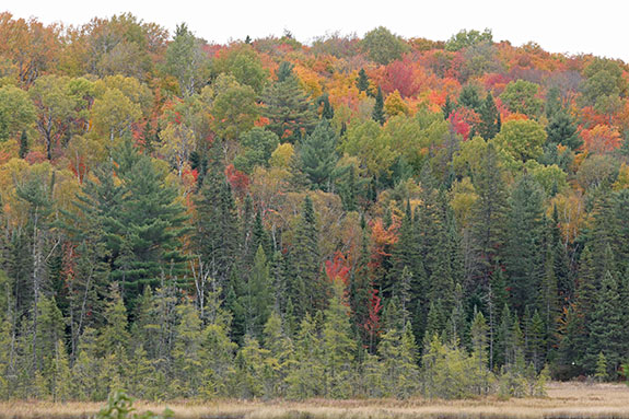 At km 41 of Highway 60 in Algonquin Park on October 7, 2024.