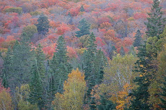 At km 8 of Highway 60 in Algonquin Park on October 7, 2024.