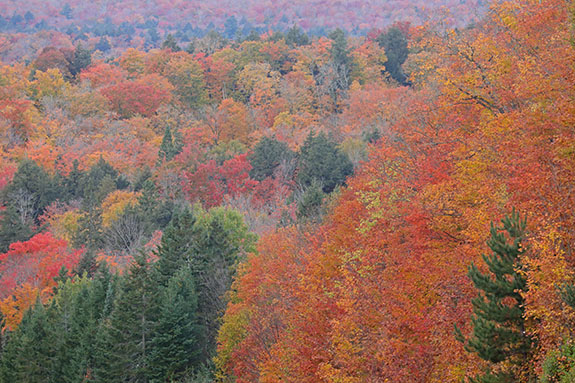 Near Smoke Lake in Algonquin Park on October 7, 2024.