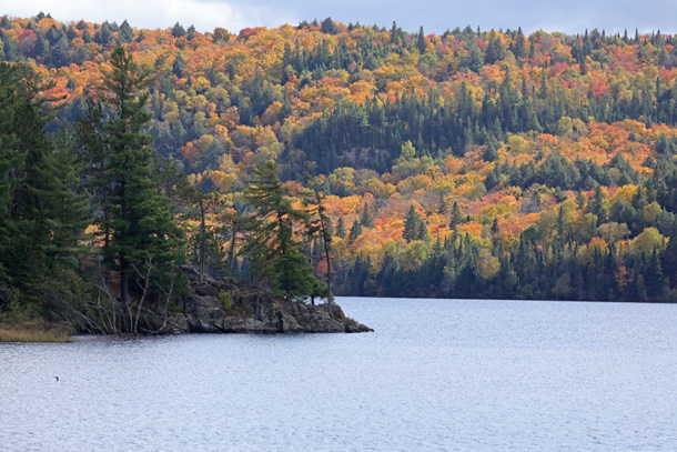 Fall colour at Lake of Two Rivers in Algonquin Park on October 8, 2024. 
