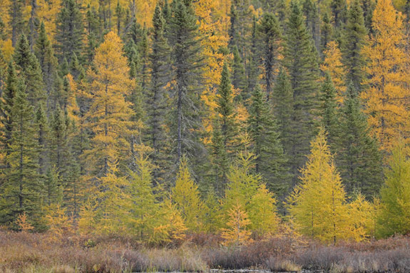 Tamarack fall colour in Algonquin Park on October 14, 2024