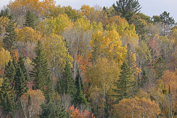 Poplar fall colour in Algonquin Park on October 14, 2024. 